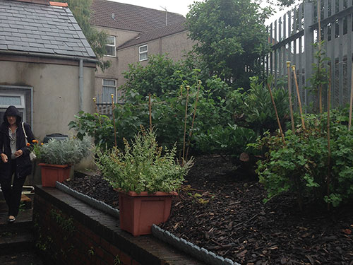 Community garden - Brynmill Community Centre